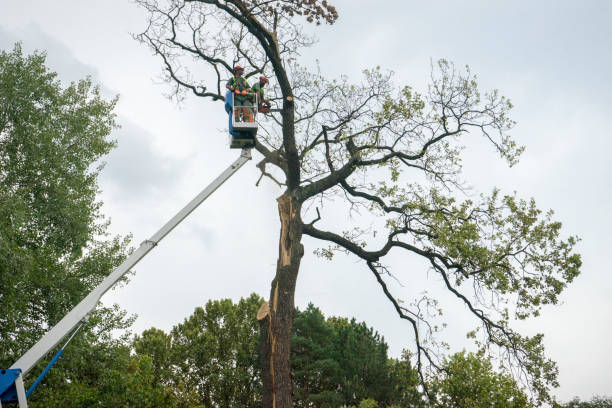 Leaf Removal Services in Margaret, AL